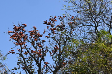 Butea monosperma flowers. It is a  species of Butea native. It is used for timber, resin, fodder, medicine, and dye. Its other names flame of the forest, and bastard teak. Orange Palas flower.