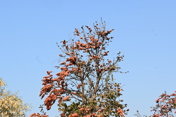 Butea monosperma flowers. It is a  species of Butea native. It is used for timber, resin, fodder, medicine, and dye. Its other names flame of the forest, and bastard teak. Orange Palas flower.