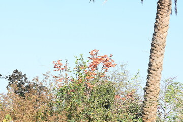 Butea monosperma flowers. It is a  species of Butea native. It is used for timber, resin, fodder, medicine, and dye. Its other names flame of the forest, and bastard teak. Orange Palas flower.