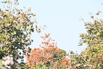 Butea monosperma flowers. It is a  species of&nbsp;Butea&nbsp;native. It is used for timber, resin, fodder, medicine, and dye. Its other names flame of the forest,&nbsp;and&nbsp;bastard teak. Orange Palas flower.