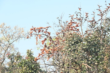Butea monosperma flowers. It is a  species of Butea native. It is used for timber, resin, fodder, medicine, and dye. Its other names flame of the forest, and bastard teak. Orange Palas flower.