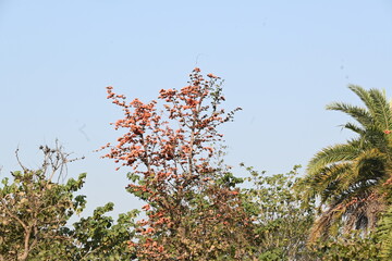 Butea monosperma flowers. It is a  species of Butea native. It is used for timber, resin, fodder, medicine, and dye. Its other names flame of the forest, and bastard teak. Orange Palas flower.