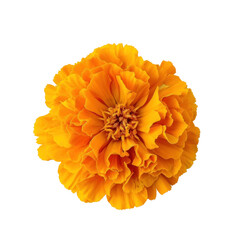 Marigold flower top view full length isolate on transparency background