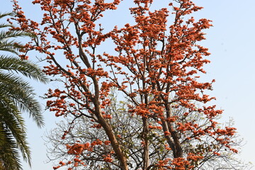 Butea monosperma flowers. It is a  species of Butea native. It is used for timber, resin, fodder, medicine, and dye. Its other names flame of the forest, and bastard teak. Orange Palas flower.