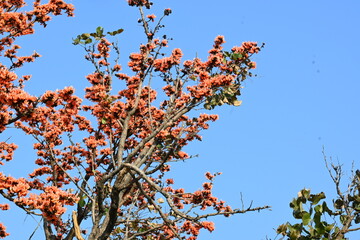 Butea monosperma flowers. It is a  species of Butea native. It is used for timber, resin, fodder, medicine, and dye. Its other names flame of the forest, and bastard teak. Orange Palas flower.