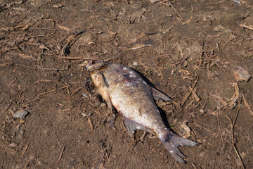 Fish Carcass on Land: Environmental Concern