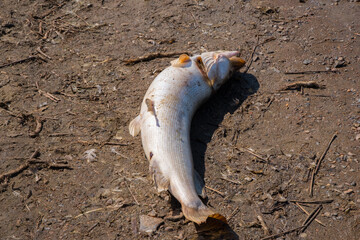 Dead Fish on Ground: Environmental Impact on Aquatic Life