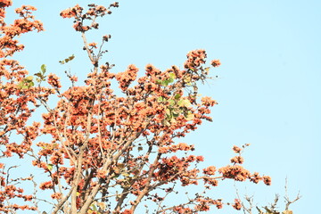 Butea monosperma flowers. It is a  species of Butea native. It is used for timber, resin, fodder, medicine, and dye. Its other names flame of the forest, and bastard teak. Orange Palas flower.