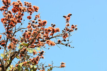 Butea monosperma flowers. It is a  species of Butea native. It is used for timber, resin, fodder, medicine, and dye. Its other names flame of the forest, and bastard teak. Orange Palas flower.