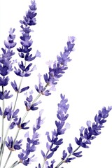 Naklejka premium Watercolor depiction of lavender flowers with elegant purple hues