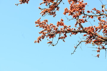 Butea monosperma flowers. It is a  species of Butea native. It is used for timber, resin, fodder, medicine, and dye. Its other names flame of the forest, and bastard teak. Orange Palas flower.