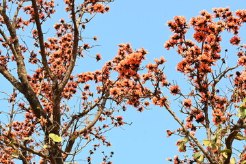 Butea monosperma flowers. It is a  species of Butea native. It is used for timber, resin, fodder, medicine, and dye. Its other names flame of the forest, and bastard teak. Orange Palas flower.