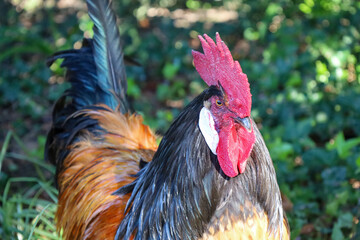 cock, comb, cockerel, rooster, hen, poultry, bird, farm, animal, feather, domestic, farming, green,...