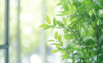 Green Leaves Foreground with Soft Window Light Background for Freshness