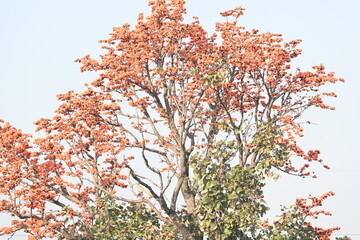 Butea monosperma flowers. It is a  species of Butea native. It is used for timber, resin, fodder, medicine, and dye. Its other names flame of the forest, and bastard teak. Orange Palas flower.