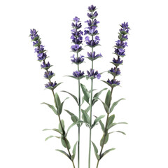 Naklejka premium Lavender flower front view full length isolate on transparency background