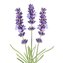 Naklejka premium Lavender flower front view full length isolate on transparency background