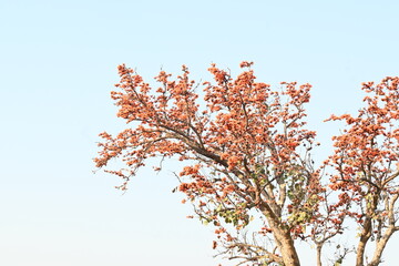 Butea monosperma flowers. It is a  species of Butea native. It is used for timber, resin, fodder, medicine, and dye. Its other names flame of the forest, and bastard teak. Orange Palas flower.