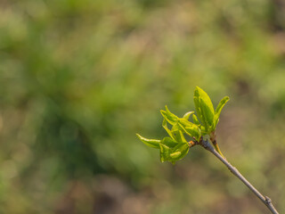 Spring leaf