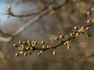 Spring buds