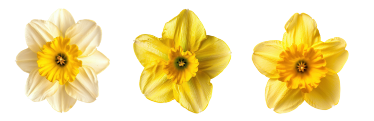 Daffodil flower top view full length isolate on transparency background