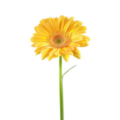 Naklejka premium Gerbera Daisy flower isolate on transparency background