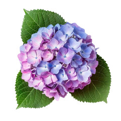 Obraz premium Hydrangea flower top view full length isolate on transparency background