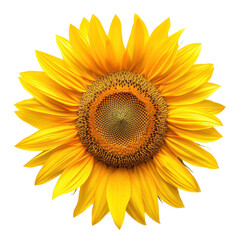Fototapeta premium Sunflower top view full length isolate on transparency background