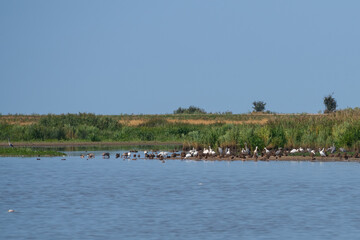 Natural Wetland View: Distant Birds Over Water with Shoreline Grasses