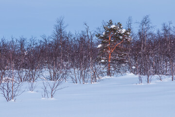A beautiful winter morning in Lapland, Sweden. Europe.