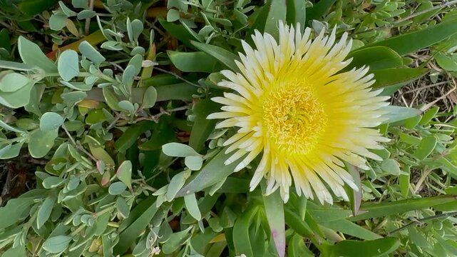 Carpobrotus edulis is a creeping plant with succulent leaves in the genus Carpobrotus, native to South Africa.  Flora of Israel