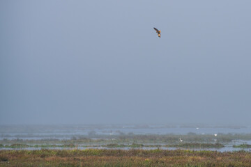 Serene Nordic Nature Reserve with Waterfowl and Soft Light over Misty Wetlands