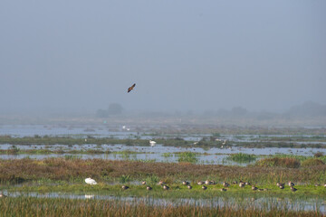 Tranquil Marshland with Wild Birds and Foggy Horizon