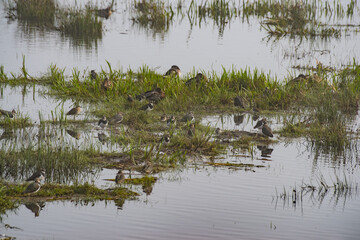 Birds in Wetland Habitat: Waterbirds in Natural Environment, Denmark