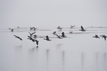 Flock of Geese Flying Over Water in Misty Landscape in Scandinavia