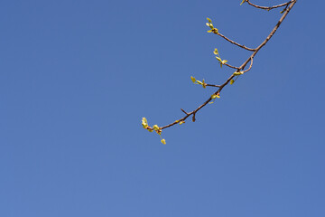 Tulip tree branch with new leaves