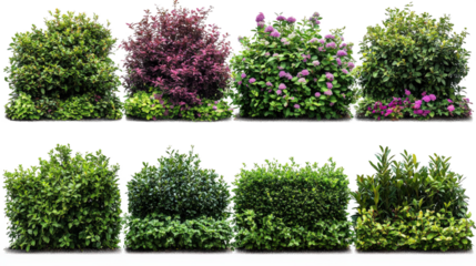 Various Greenery Hedges and Bushes