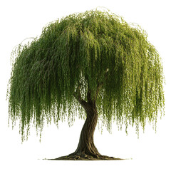 Weeping Willow Tree with Hanging Branches