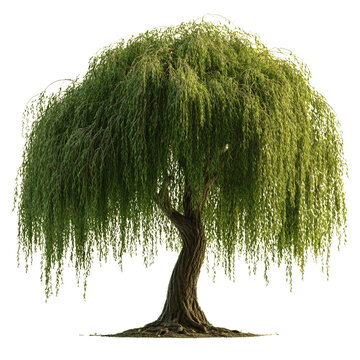 Weeping Willow Tree with Hanging Branches