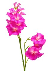 Elegant single stem of pink snapdragon blossoms, isolated on pure white background, beautiful, vibrant
