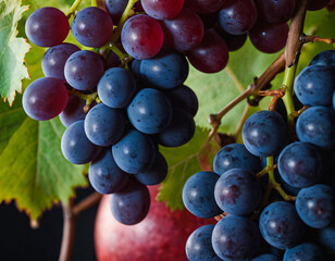 Fresh Blue and Red Grapes Hanging on Vine Leaves