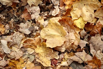A close view of the pile of autumn leaves on the ground.