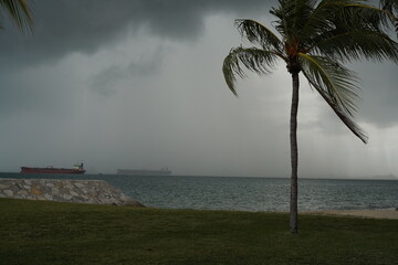 Dark storm clouds loom above swaying palm trees on a tropical beach. The moody sky and wind-stirred...