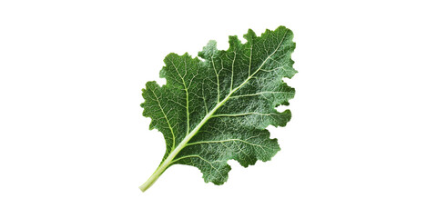 Fresh Kale Leaf. Healthy Superfood Rich In Nutrients And Antioxidants Isolated On Transparent Background