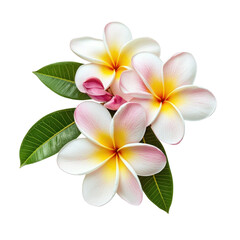 Fototapeta premium frangipani flower isolated on white background