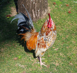 cock, comb, cockerel, rooster, hen, poultry, bird, farm, animal, feather, domestic, farming, green,...