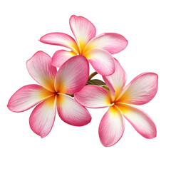 frangipani flower isolated on white