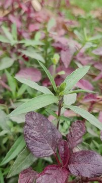 small tree growup into nature