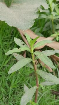 small tree growup into nature
