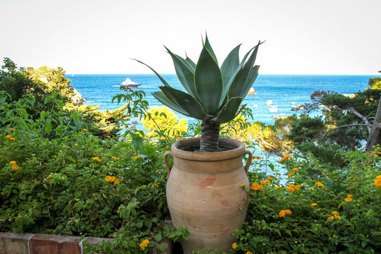 A Mediterranean corner of nature, a large clay pot with agave surrounded by greenery and bright yellow flowers.